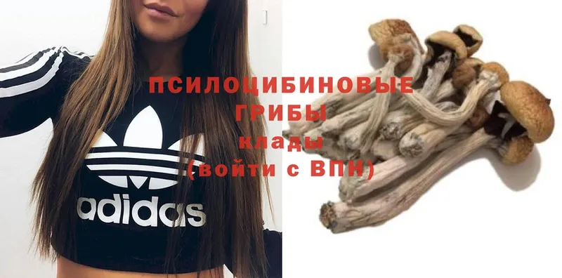 как найти закладки  Луга  Псилоцибиновые грибы Psilocybe 